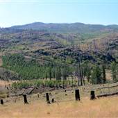 Leighton Area C Cliff & Burnt Forest  & New Trees SUMMER 2015