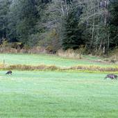 Dove Creek Meadow