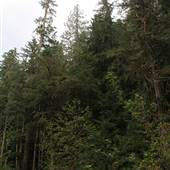 Mosaic Old Growth Forest