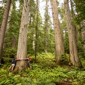 KOKANEE OLD GROWTH FOREST TRAIL