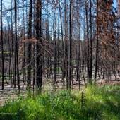 Tunkwa Lake Road Forest Fire Area JUNE 2022