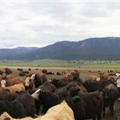 Westwold View Feedlot Ranch SPRING and WINTER