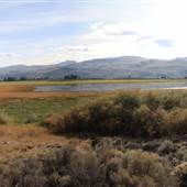 Kamloops Lake Bird Sanctuary