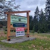 Gogo's Christmas Tree Farm