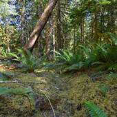 Thompson Private Forested Areas 5/5