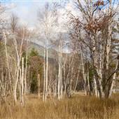 Dunsdon Birch Forest