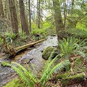 Wild Creekside Trail