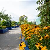 Port Alberni Town Square