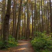 Stanley Park - Thompson Trail