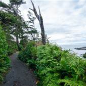Wild Pacific Trail - Artists Loop