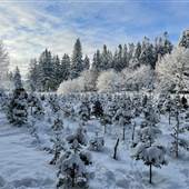 Evergreen Christmas Tree Farm