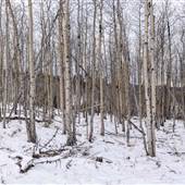 Surrey Lake FSR - Aspen Trees & Tunnel WINTER