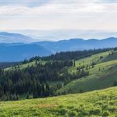 Sun Peaks Resort 220 Alpine Flowers, Backcountry & POVs SPRING