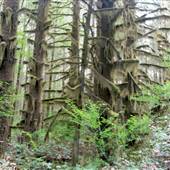 Snowden Camp Road Forest