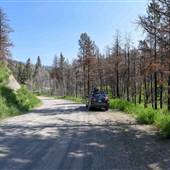 Scottie Creek Road and Burned Forest - 3 Km - 11 Km Marker