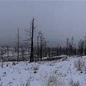Campbell Hill Burnt Forest February
