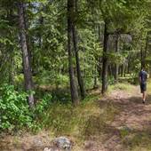 Forest and pathways along North Thompson River