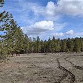 PRINCETON LANDSCAPE FOREST