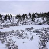 Deer Drive Plowe Pond Desert 104 North Road, Paths, Cliffs & Ravines DECEMBER DUSK