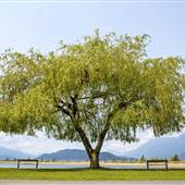 Harrison Hot Springs Lake & Lagoon