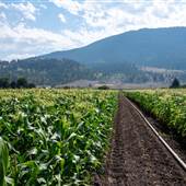 Pete Murray's Corn Farm - Cornfields and Structures