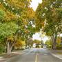 ABBOTT ST ( Fall )