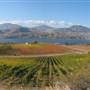 BLASTED CHURCH WINERY/VINEYARDS
