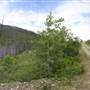Fishtrap Creek Microwave Rd