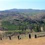 Leighton Area C Cliff & Burnt Forest  & New Trees SUMMER 2015