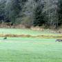Dove Creek Meadow