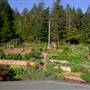 Hollyhock (Hollyhock Gardens)