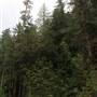Mosaic Old Growth Forest