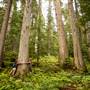 KOKANEE OLD GROWTH FOREST TRAIL