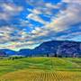 OKANAGAN VINEYARDS