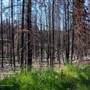 Tunkwa Lake Road Forest Fire Area JUNE 2022