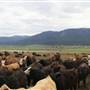 Westwold View Feedlot Ranch SPRING and WINTER