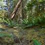 Thompson Private Forested Areas 5/5