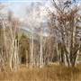 Dunsdon Birch Forest