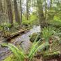 Wild Creekside Trail