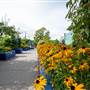 Port Alberni Town Square