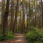 Stanley Park - Thompson Trail