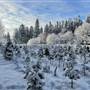 Evergreen Christmas Tree Farm