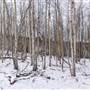 Surrey Lake FSR - Aspen Trees & Tunnel WINTER