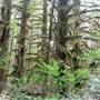 Snowden Camp Road Forest