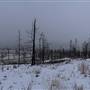 Campbell Hill Burnt Forest February