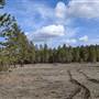 PRINCETON LANDSCAPE FOREST