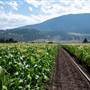 Pete Murray's Corn Farm - Cornfields and Structures