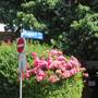 STREET - Rupert Terrace