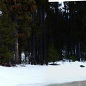 Remote Cabin