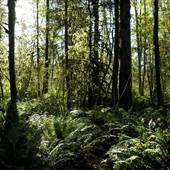 Quinsam River Forest